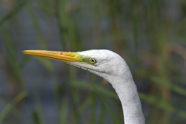 Grote Zilverreiger
Het is een aardige wandeling naar de vogelhut. Dit keer was het echter meer dan de moeite waard. Vlak onder de hut scharrelde een Grote Zilverreiger. Zo dichtbij dat ik, zelfs toen ik mijn extender er tussenuit had gehaald, alleen zijn kop in de zoeker kon krijgen; en hoe!
