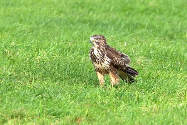 Buizerd
