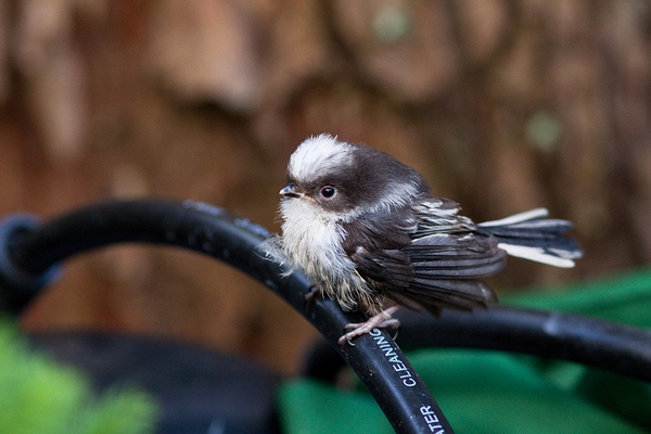 Staartmees (juv)
Het laatste jong dat nog in Karel en Elli's tuin is achtergebleven. Hier op de hogedrukspuit.
