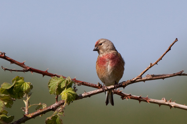 Kneu ♂ (zomerkleed)
Een mooi op kleur zijnd adult mannetje op wacht vlak bij zijn nest.
Trefwoorden: Wassenaar - Lentevreugd