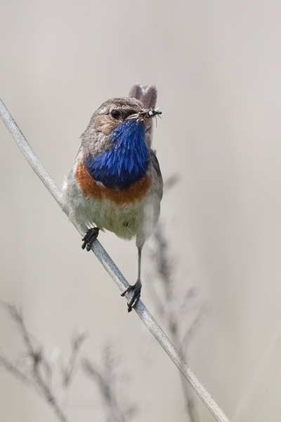 Blauwborst ♂
Met een snavel vol lekkere hapjes.
Trefwoorden: Vlaardingen - Rietputten