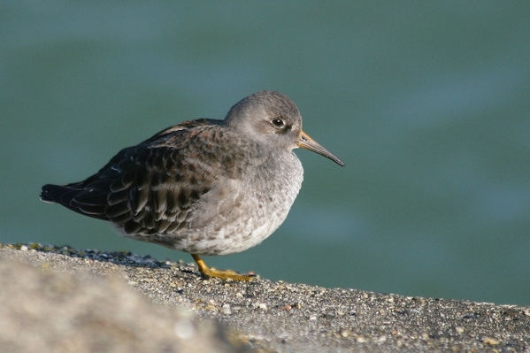 Paarse Strandloper
'Natuur aan Zee'. Dat was de titel van de eerste workshop van de Werkgroep Natuurfotografie van de Leidschenveense Foto Club. Het praktijkdeel daarvan vond plaats rond het Zuidelijk Havenhoofd. Daar zaten die dag naast Spreeuwen, Oeverpiepers, Steenlopers, Standsduiven en Meeuwen ook Paarse Strandlopers, waaronder dit exemplaar. De fraaie kleurencombinatie deed hem in dit album belanden.
Trefwoorden: Scheveningen