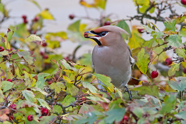 Pestvogel ♂
Een foeragerend exemplaar aan tafel.
Trefwoorden: 's-Gravenzande