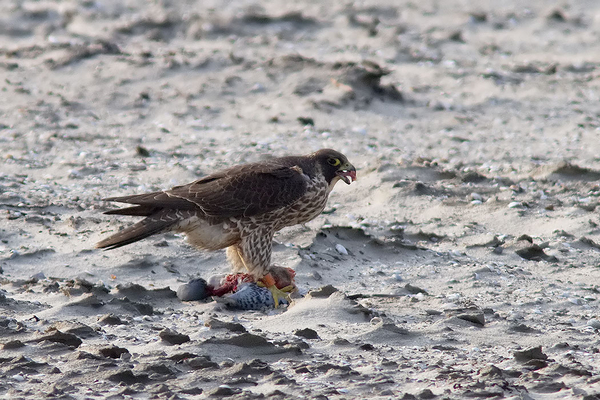 Slechtvalk ♀ (1ste winter)
Vretend van prooi.
Trefwoorden: Ter Heijde - Zandmotor