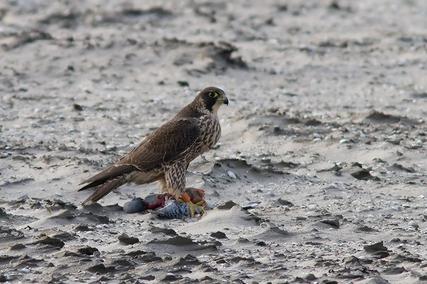 Slechtvalk ♀ (1ste winter)
Pas op: hond in aantocht.
Trefwoorden: Ter Heijde - Zandmotor