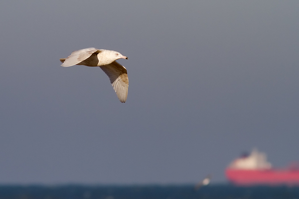 Grote Burgemeester (2de Winter)
Fly-by
Trefwoorden: Scheveningen - Noordelijk Havenhoofd