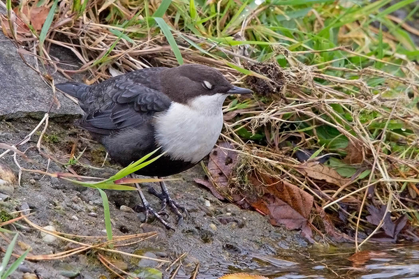 Zwartbuikwaterspreeuw
Opvallend is het gehip van deze vogel en het zeer regelmatig knipperen met de ogen, zoals hier.
Trefwoorden: Amsterdamse Waterleidingduinen