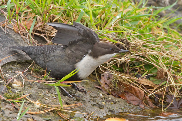 Zwartbuikwaterspreeuw
Een proef-fladder
Trefwoorden: Amsterdamse Waterleidingduinen