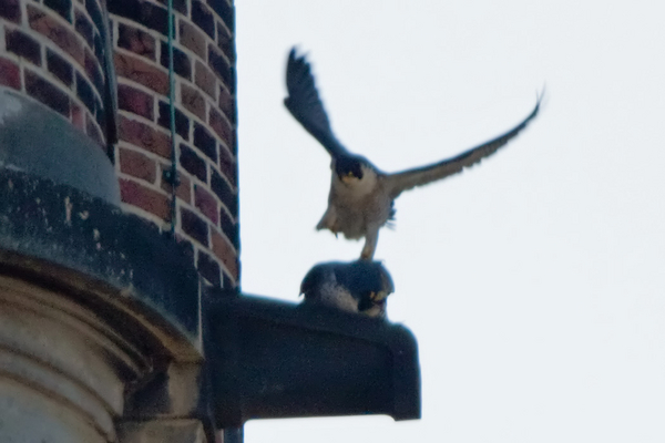 Slechtvalken
Het aanvliegen van het mannetje, terwijl het vrouwtje klaar ligt.
Trefwoorden: Den Haag - Vredespaleis