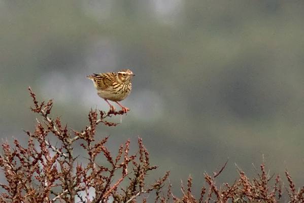 Boomleeuwerik
Hij zat te ver weg en mijn autofocussysteem weigerde weer eens dienst. Dat dit bewijsplaatje tóch het Vogelalbum haalt komt omdat het mijn eerste foto van deze soort betreft. Volgende keer beter.
Trefwoorden: Meijendel - Vallei van Meijendel