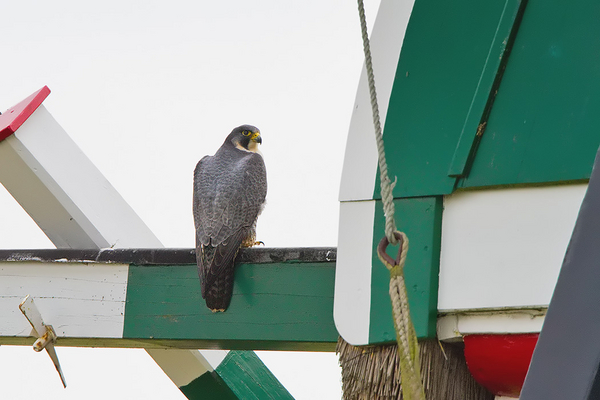 Slechtvalk
In de Laeckermolen.
Trefwoorden: Kagerplassen - Lakerpolder