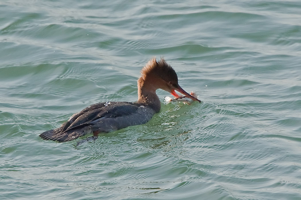 Middelste Zaagbek ♀
Hier zie je goed de getande rand van de snavel, de zaagbek, speciaal bedoeld om dit soort prooi makkelijker vast te houden.
Trefwoorden: Scheveningen - Noordelijk Havenhoofd