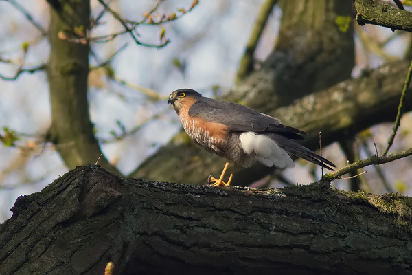 Sperwer ♂
Vretend aan prooi.
Trefwoorden: Wassenaar - Clingendael