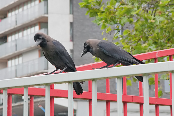 Huiskraai
Dit stel is voor het eerst op 5 juli 2012 in Den Haag gesignaleerd. Het is niet bang voor mensen, maar laat zich door Kauwen en Zwarte Kraaien nog wél de kaas van het brood eten. Kennelijk moet het nog wennen aan de 'stadse' brutaliteit.
Trefwoorden: Den Haag - Morgenstond