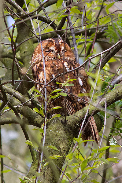 Bosuil (adult)
Door de bomen nauwelijks een bosuil te zien.
Trefwoorden: Den Haag - Haagse Bos