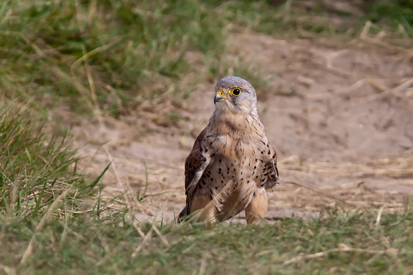 Torenvalk ♂
Ging zich uitgebreid wassen in het zand in de kuil voor het toegangshek.
Trefwoorden: Wassenaar - Lentevreugd