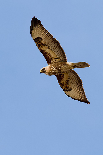 Buizerd
Tijdens onze 'Kieken-shoot', kwam deze Buizerd plotseling in beeld. Jaloers zeker.
Trefwoorden: Kagerplassen - Kogjespolder