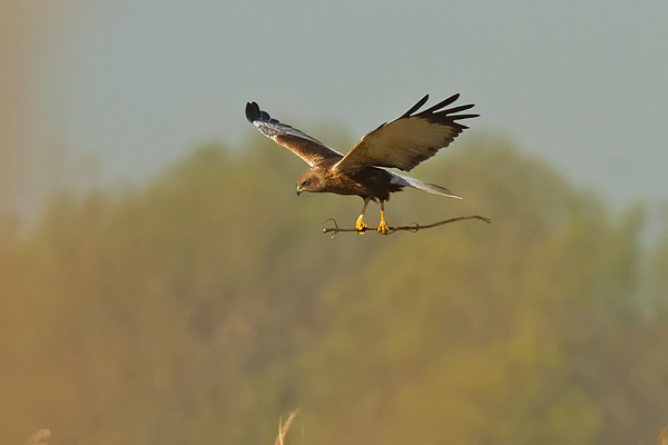 Bruine Kiekendief ♂
Als een heks op een bezem kwam hij aangezweefd.
Trefwoorden: Kagerplassen - Kogjespolder