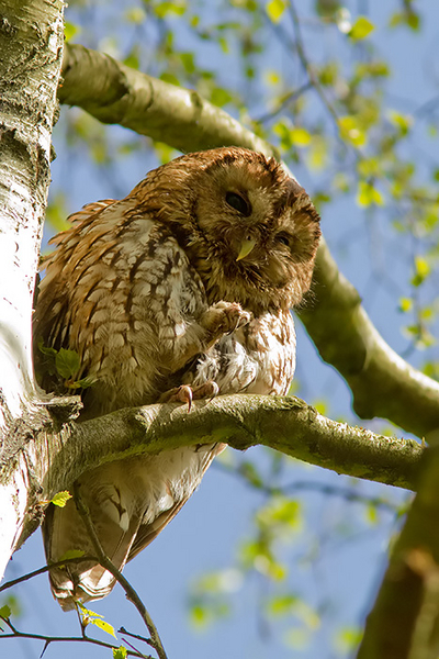 Bosuil
Hier de wat poetsende oudervogel.
