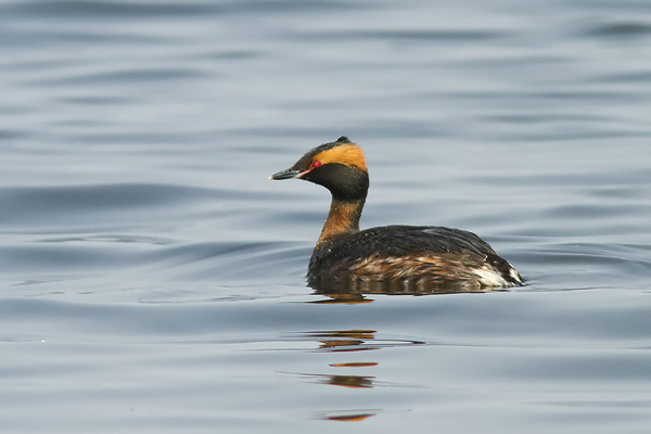 Kuifduiker
Pure schoonheid
Trefwoorden: Reeuwijk - Surfplas