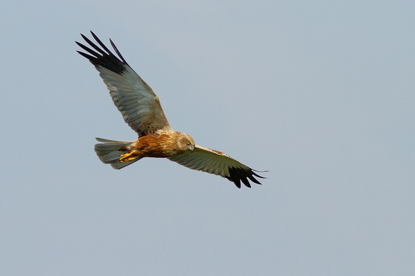 Bruine Kiekendief ♂
Een van de twee mannetjes boven de Kogjespolder. De vrouwtjes bleven buiten beeld vandaag.
Trefwoorden: Kagerplassen - Kogjespolder