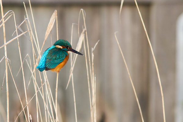 IJsvogel
Trefwoorden: Wassenaar - Lentevreugd