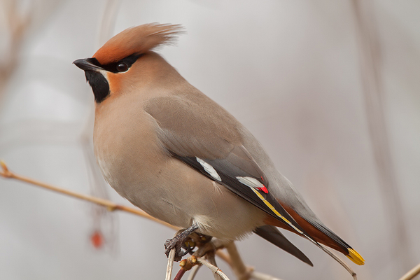 Pestvogel 
