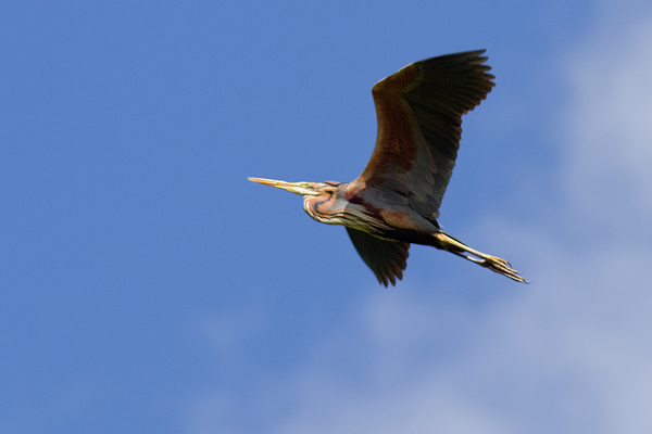 Purperreiger
Trefwoorden: Ameide - Zouweboezem