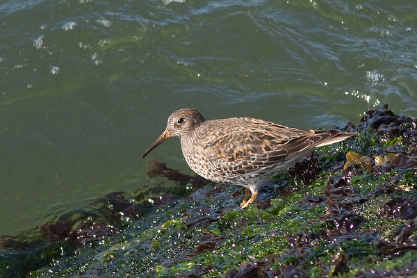 Paarse Strandloper (zomerkleed)
Ik heb even moeten wroeten in de literatuur om er achter te komen dat dit toch echt een Paarse Strandloper is, maar dan een in zomerkleed.
Trefwoorden: Scheveningen