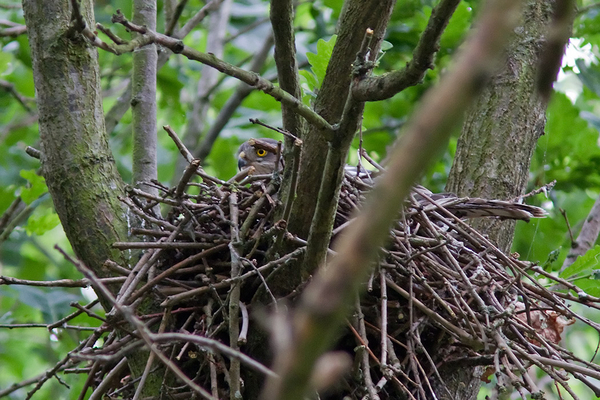 Sperwer ♀
Op de heenweg was het nest verlaten, maar op de terugweg was zij weer terug gelukkig. Er wordt dus nog steeds gebroed!
Trefwoorden: Warmond