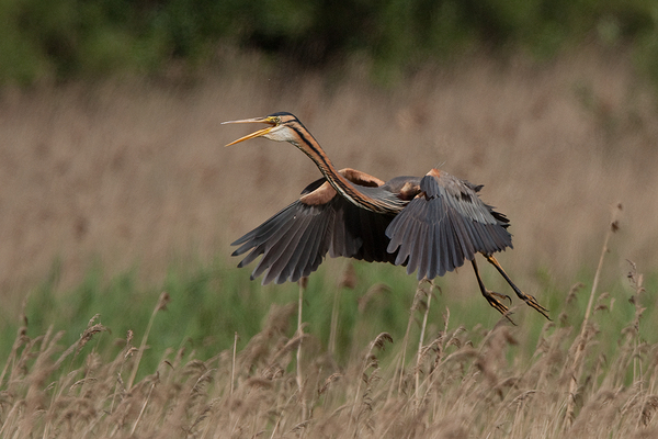 Purperreiger
Landend bij de Zouweboezem
