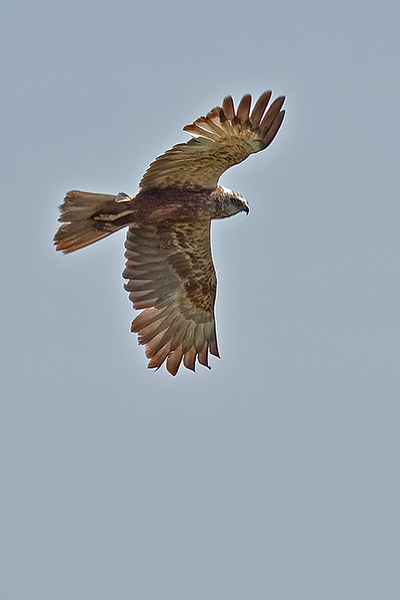 Bruine Kiekendief ♂ 
Op jacht boven de Zouweboezem.
