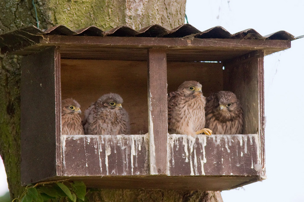 Torenvalk
Vier kleine kleutertjes.
Trefwoorden: Pijnacker - Polder van Biesland