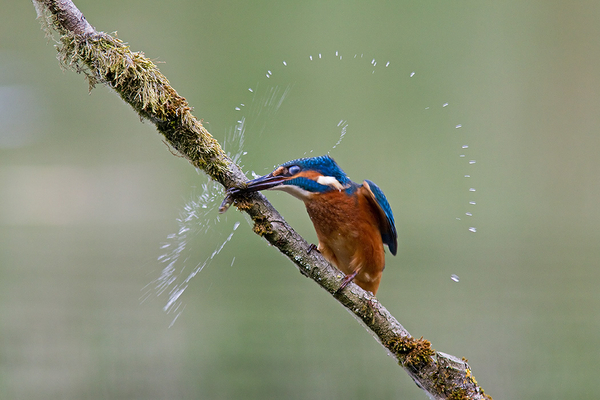 IJsvogel ♂
Met de schellen voor de ogen slaat hij zijn prooi dood tegen de tak.
Trefwoorden: Zoetermeer - Prielenbos