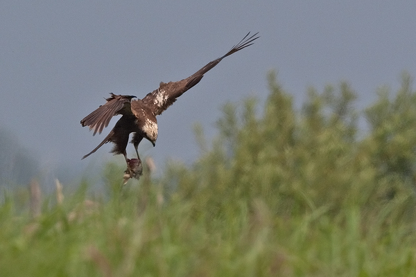 Bruine Kiekendief ♀
Dit vrouwtje had een forse prooi te pakken of een heel groot stuk nestbekleding. Ik kon het niet thuisbrengen.
