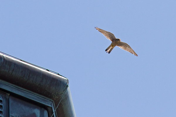 Torenvalk ♀
Het wijfje hield de zaak prima in de gaten. Er hoefde maar iets in de buurt van de toren te komen of ze vloog eropaf. 
Trefwoorden: Scheveningen - Watertoren