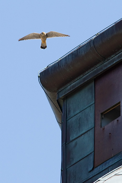 Torenvalk ♂
Het mannetje op patrouillevlucht boven het nest.
Trefwoorden: Scheveningen - Watertoren