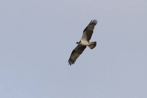 Visarend
Toch nog even een 'fly-by'.
Trefwoorden: Brabantse Biesbosch - Polder Hardenhoek