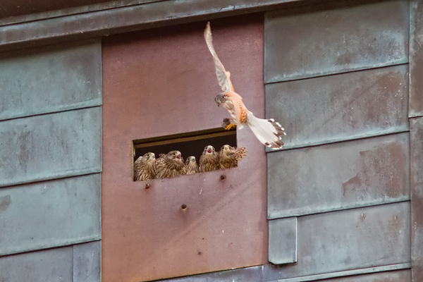 Torenvalk ♂ + 5 x juv.
Geen plek om te landen voor pa met prooi.
Trefwoorden: Scheveningen - Watertoren