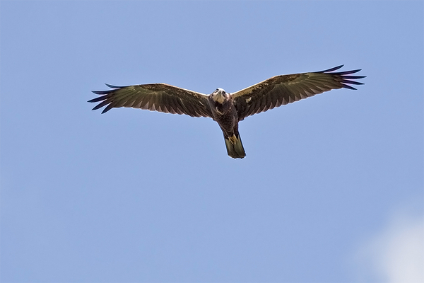 Bruine Kiekendief (juv.)
Vliegles
