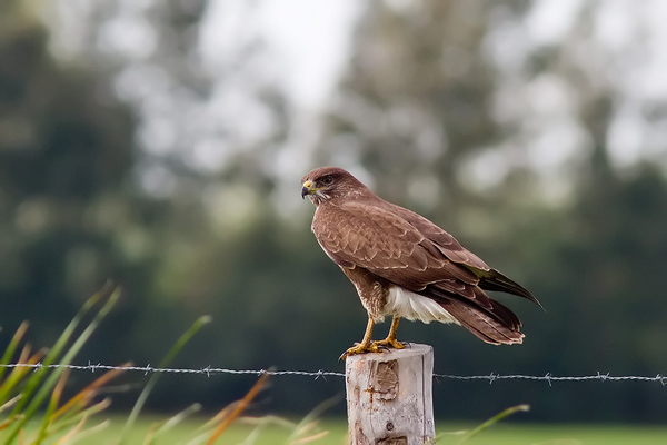 Buizerd
Normaal zit hier de Bruine Kiekendief. Bij absentie nu een Buizerd.
Trefwoorden: Sassenheim - Dieperpoel