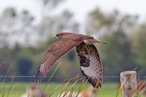 Buizerd
I.p.v. de Bruine Kiekendieven, zat nu een Buizerdpaartje mij op te wachten aan het einde van de Sassenheimervaart. Deze vloog een eindje met mij mee.
Trefwoorden: Sassenheim - Dieperpoel