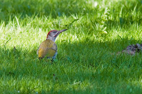 Groene Specht ♂ (juv.)
Het enige familielid dat zich liet verschalken was dit jonge mannetje. De rest riep wel, maar bleef vervolgens niet zitten.
Trefwoorden: Warmond - Koudenhoorn