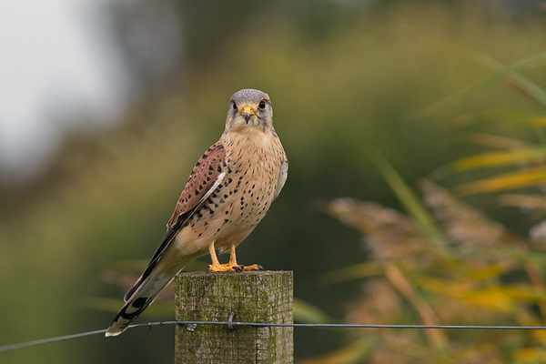 Torenvalk
Hij gaat er voor zitten in de hoop wat lekkers te krijgen.
Trefwoorden: Wassenaar - Lentevreugd