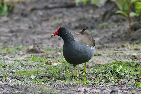 Waterhoen
Goed opletten met oversteken.
Trefwoorden: Wassenaar - Clingendael